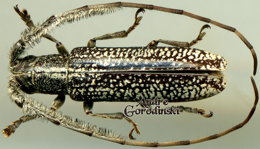 http://www.gorodinski.ru/cerambyx/Stegenagapanthia nivalis.jpg